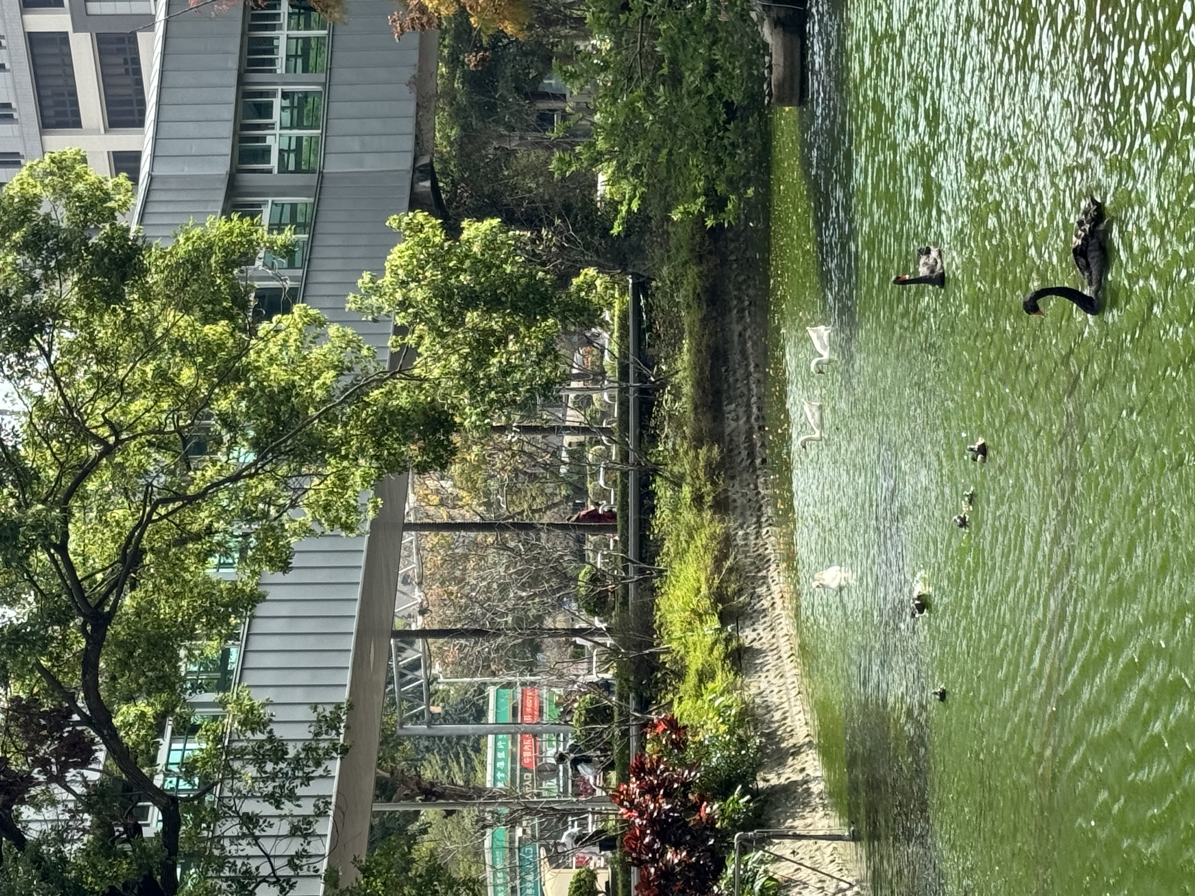 荷花池更名為「忘憂湖」